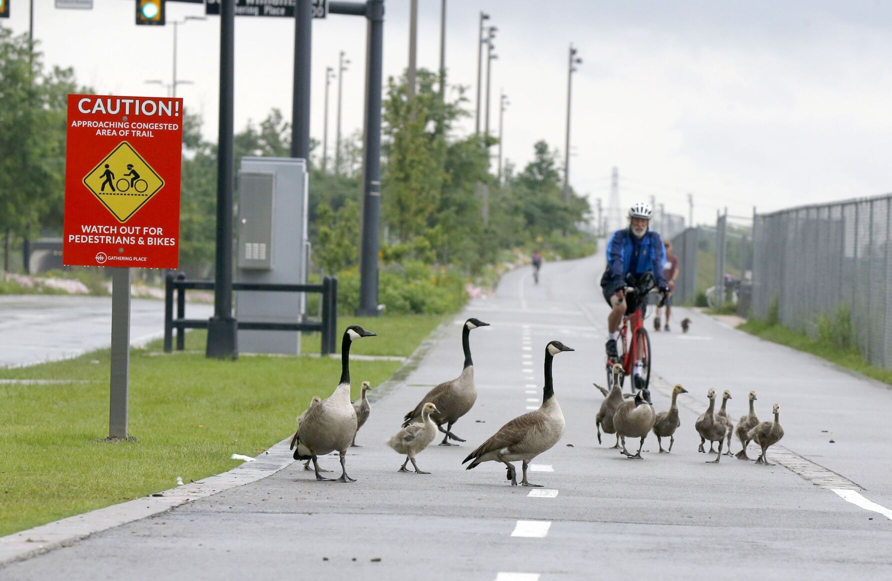Bird crossing